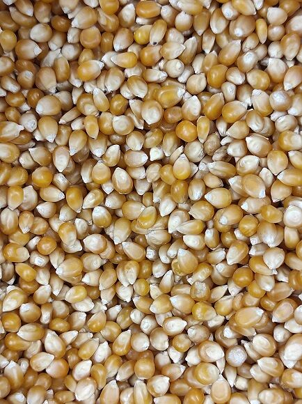 MAÍZ PARA PALOMITAS - MAÍZ DE EXPLOSIÓN (CASTILLA Y LEÓN)