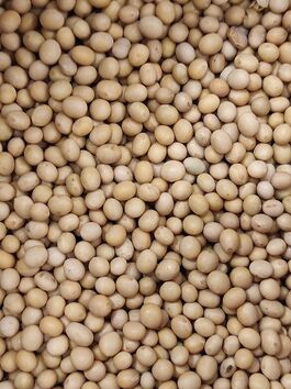 SOJA BLANCA/AMARILLA (CANADÁ)