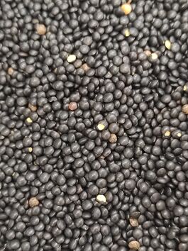LENTEJA BELUGA - LENTEJA CAVIAR - LENTEJA NEGRA a granel (CANADÁ - USA)