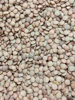 LENTEJA CASTELLANA ESPECIAL a granel (SALAMANCA)