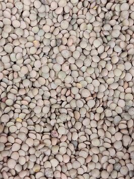 LENTEJA VERDINA ESTÓN EXTRA - LENTEJA LANZAROTE a granel (CANADÁ)