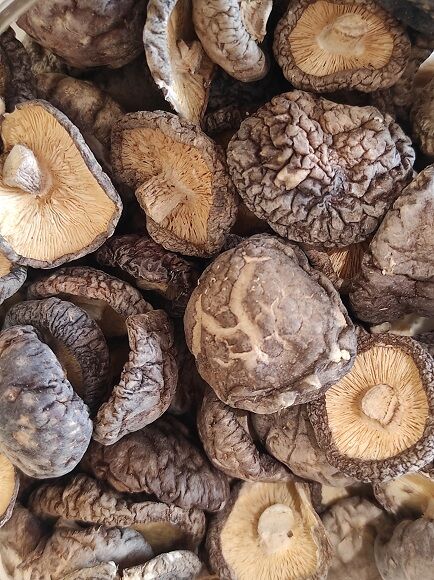 SHIITAKE DESHIDRATADO (JAPN Y CHINA)