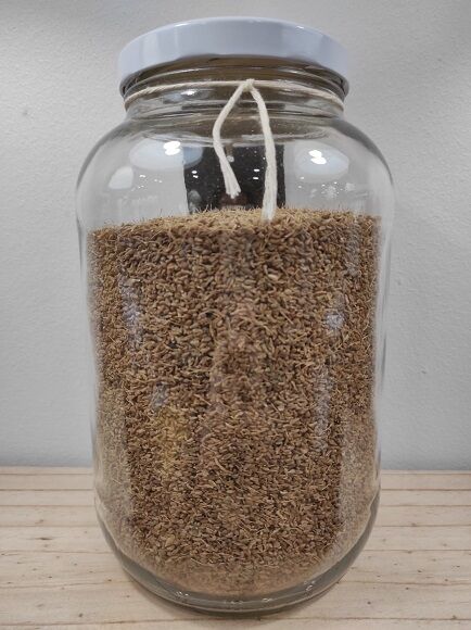 ANÍS EN GRANO - ANISETE - LLAVORETES - MATALAUVA (ESPAÑA)
