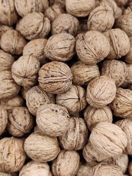 NUECES CON CÁSCARA 32/34 (ESPAÑA)