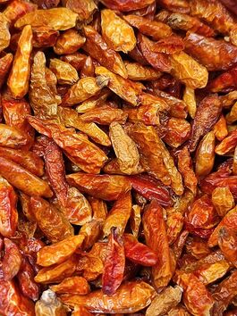 GUINDILLA CAYENA OJO PAJARO (ESPAÑA)