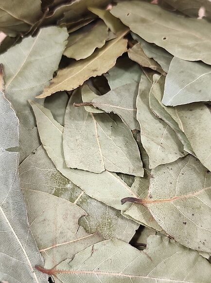 LAUREL HOJA (ESPAÑA)