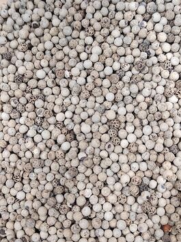 PIMIENTA BLANCA GRANO - SIN GLUTEN (INDIA)