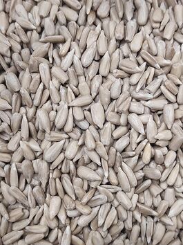 PIPA DE GIRASOL CRUDA PELADA (ESPAÑA)