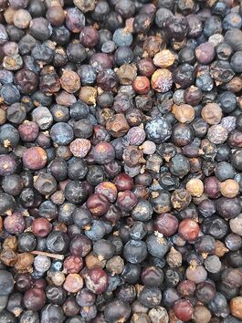 ENEBRO EN BAYAS DESHIDRATADAS (ESPAÑA)