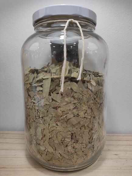 EUCALIPTO HOJA CORTADA - SIN GLUTEN (ESPAÑA)