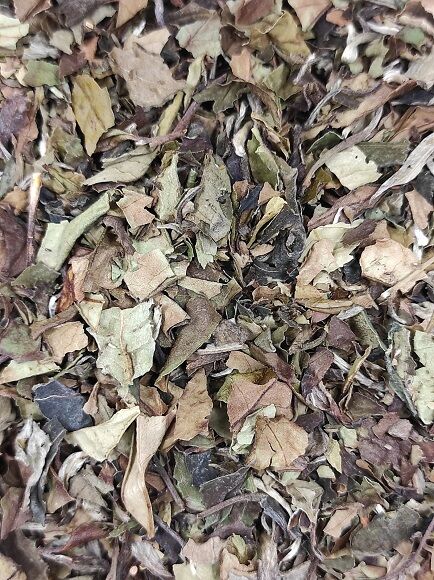 TÉ BLANCO - PAI MU TAN (CHINA)